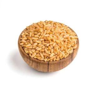 Sharbati Wheat Seeds