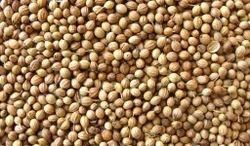 Coriander Seed