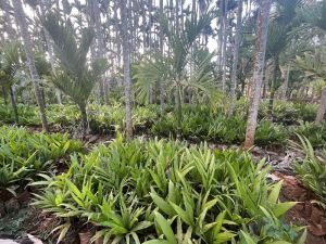 Areca Nut Plant