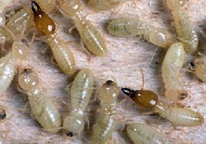 termite control