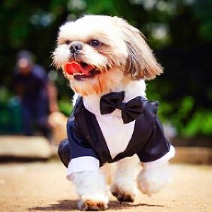 Dog Tuxedo Suit