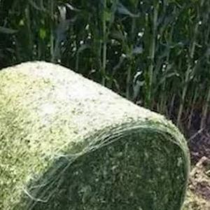 Corn Silage