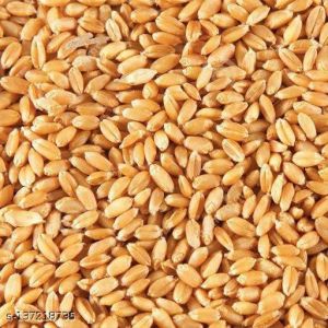 Finest Quality Wheat Seed