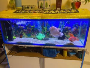 4 ft fish tank with l the fishes