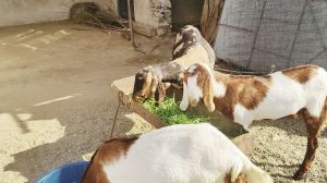 Sirohi Ajmeri Beetal Goats