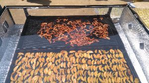 Solar Mushroom Drying Machine