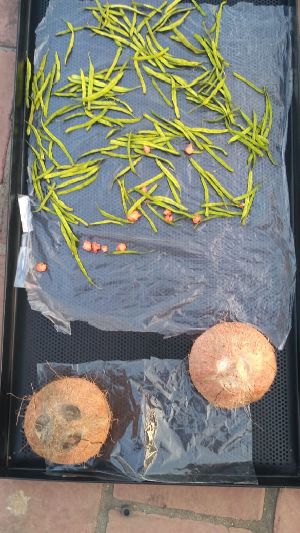 solar vegetable dryer