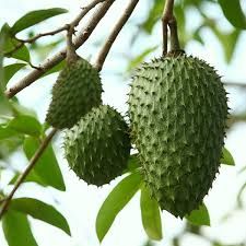 Soursop