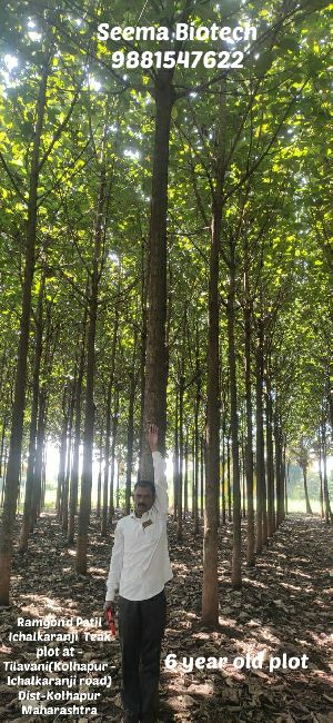 Chandrapur Balharshah Tissue Cultured Teak Plant