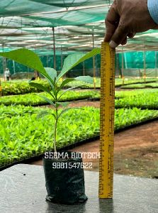 Tissue Culture Teak Plants