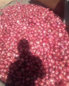 light red onions