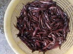 Desi Magur Fish Seeds