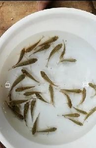 Japani Puti Fish Seeds