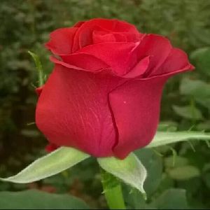 Bordo Rose Plants