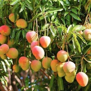 Alphonso Mango Plants
