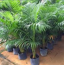 Areca Plants