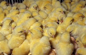 Poultry Chicks
