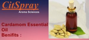 Cardamom Essential Oil