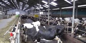 Dairy Farm Sheds
