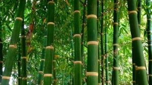 Bamboo Plant