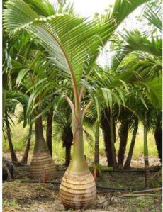 Bottle Palm Plant