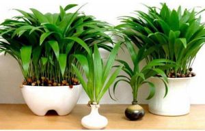 Chinese Palm plant