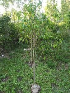 Ficus Benjamina Plant