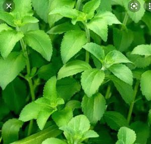 Stevia Plants