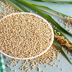 Jowar Seeds