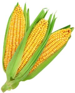 Fresh Maize