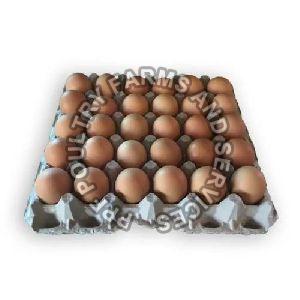 Aseel Hatching Eggs