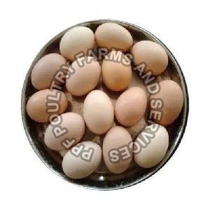 Desi Hatching Eggs