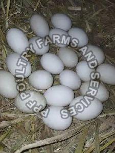 Indian Runner Hatching Eggs