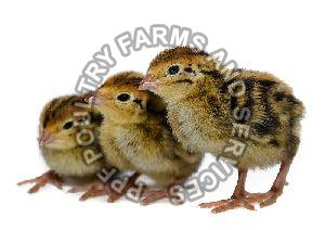 Quail Chicks