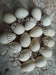 Turkey Hatching Eggs