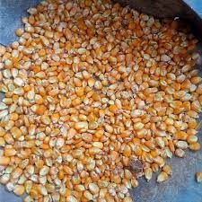 Yellow Maize Seeds
