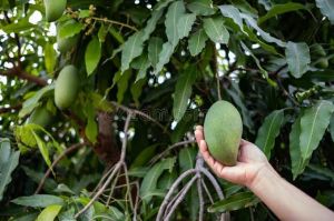 Mango Fruit