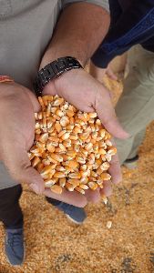 Maize Cattle Feed