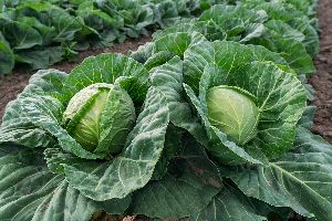 Hybrid Cabbage Seeds