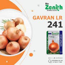 Hybrid Gavran LR 241 Onion Seeds