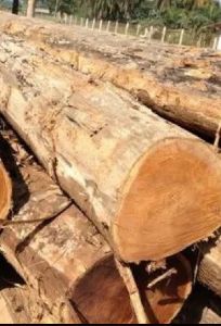 Teak Wood Logs