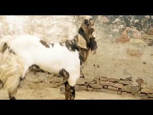 Sirohi Goats