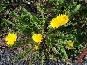 Dandelion Fountain