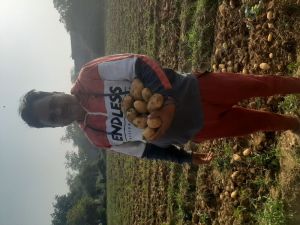 Organic Potato, Potato, Agriculture Products, Potato Chips,