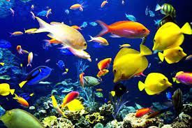 Ornamental Fish