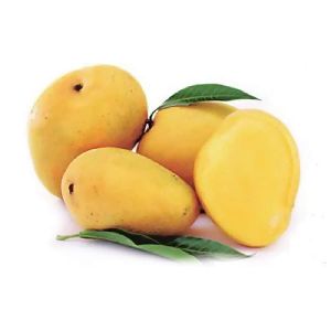 Fresh Badami Mango