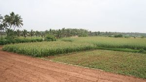 agricultural land leasing services