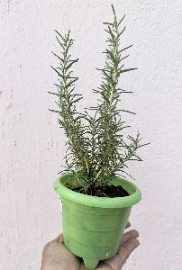 Rosemary Live plant