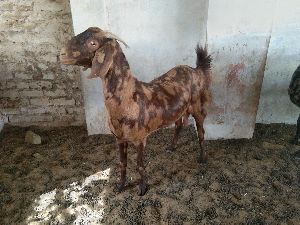 Sirohi Goat