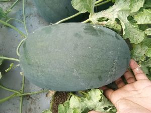Export quality watermelon